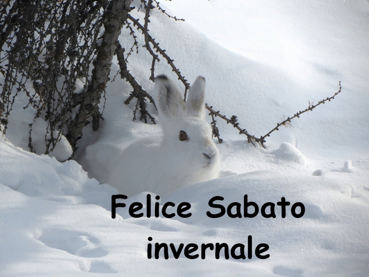  un coniglio bianco intorno alle impronte di neve accanto ad un albero senza foglie